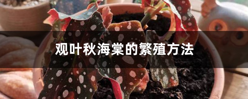 观叶秋海棠的繁殖方法,叶子能繁殖吗 观叶秋海棠的繁殖方法,叶子能繁殖吗