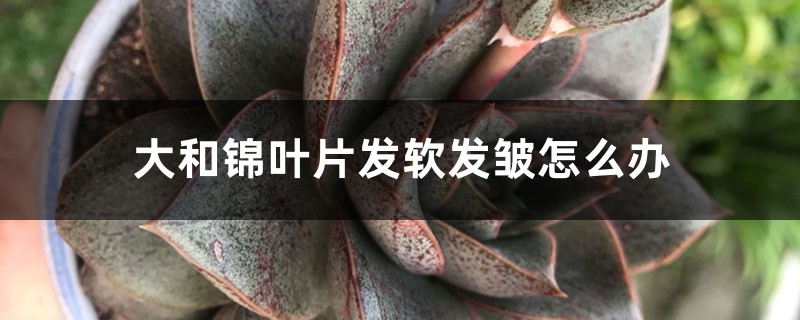 大和锦叶片发软发皱怎么办 大和锦叶片发软发皱怎么办