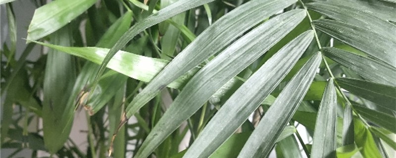 新买的凤尾竹怎么养 新买的凤尾竹怎么养