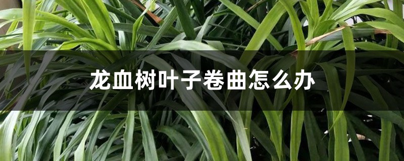 龙血树叶子卷曲怎么办 龙血树叶子卷曲怎么办
