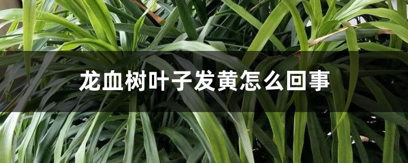 龙血树叶子发黄怎么回事 龙血树叶子发黄怎么回事