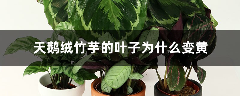 天鹅绒竹芋的叶子为什么变黄 天鹅绒竹芋的叶子为什么变黄