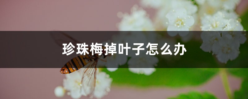 珍珠梅掉叶子怎么办 珍珠梅掉叶子怎么办