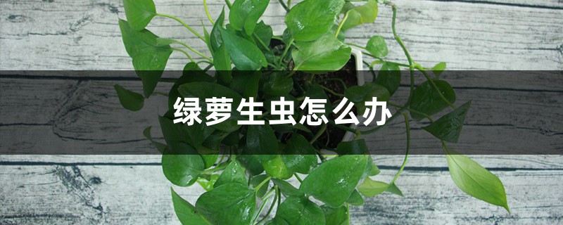 盆栽绿萝病虫害的防治 盆栽绿萝病虫害的防治
