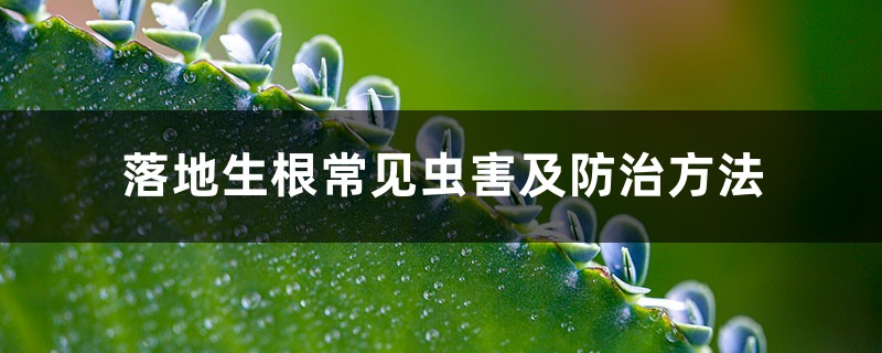 落地生根常见虫害及防治方法 落地生根常见虫害及防治方法