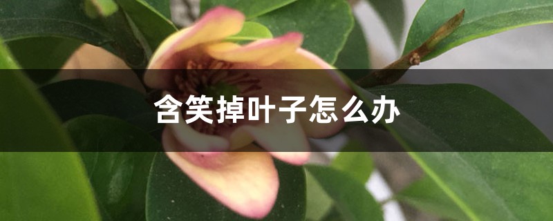 含笑掉叶子怎么办 含笑掉叶子怎么办