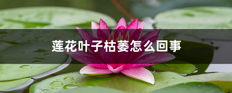 莲花叶子枯萎怎么回事,叶子枯萎怎么办 莲花叶子枯萎怎么回事,叶子枯萎怎么办