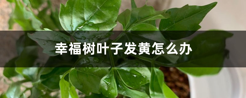 幸福树叶子发黄怎么办 幸福树叶子发黄怎么办