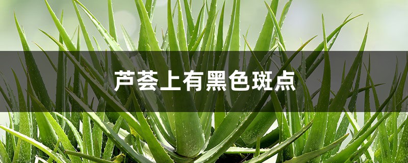 芦荟上有黑色斑点怎么办 芦荟上有黑色斑点怎么办