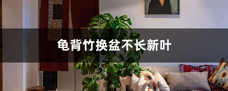 龟背竹换盆不长新叶的原因 龟背竹换盆不长新叶的原因