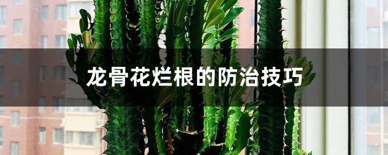 龙骨花烂根的防治技巧 龙骨花烂根的防治技巧