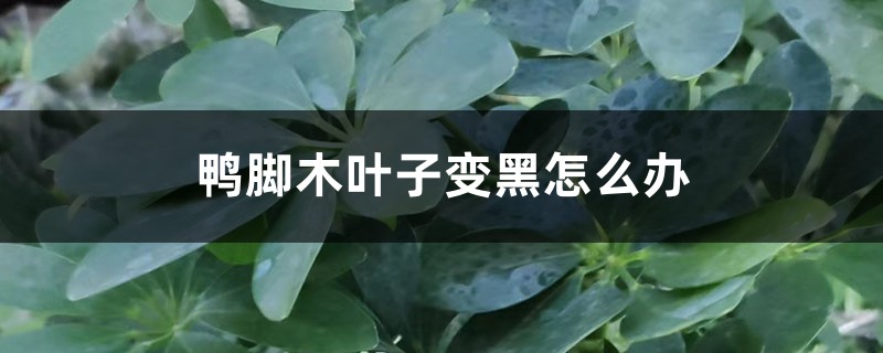 鸭脚木叶子变黑怎么办 鸭脚木叶子变黑怎么办