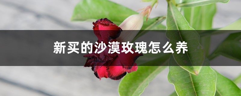 新买的沙漠玫瑰怎么养