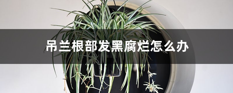 吊兰根部发黑腐烂怎么办 吊兰根部发黑腐烂怎么办