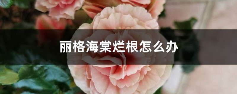 丽格海棠烂根怎么办 丽格海棠烂根怎么办