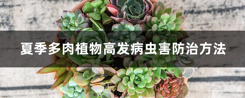 夏季多肉植物高发病虫害防治方法 夏季多肉植物高发病虫害防治方法
