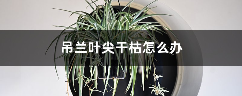 吊兰叶尖干枯怎么办 吊兰叶尖干枯怎么办