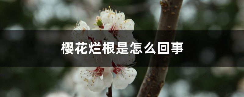 樱花烂根是怎么回事 樱花烂根是怎么回事