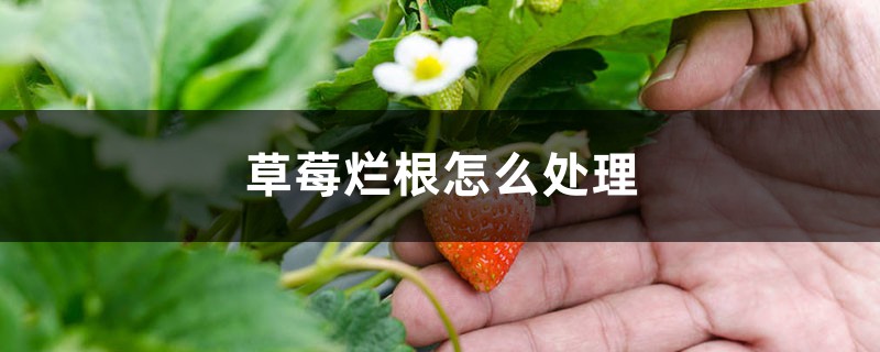 草莓烂根怎么处理 草莓烂根怎么处理