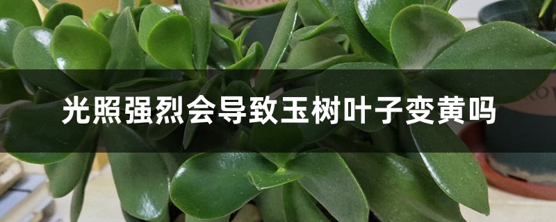 光照强烈会导致玉树叶子变黄吗,其他影响因素 光照强烈会导致玉树叶子变黄吗,其他影响因素