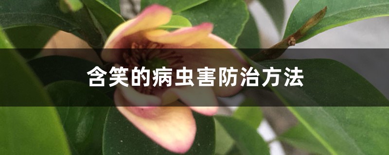 含笑的病虫害防治方法 含笑的病虫害防治方法