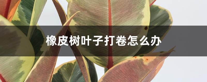 橡皮树叶子打卷怎么办 橡皮树叶子打卷怎么办