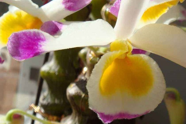 肿节石斛的病虫害防治 肿节石斛的病虫害防治