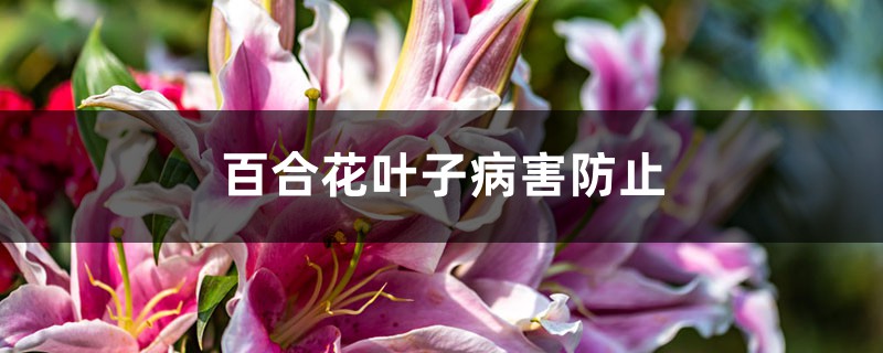 百合花叶子病害防治 百合花叶子病害防治