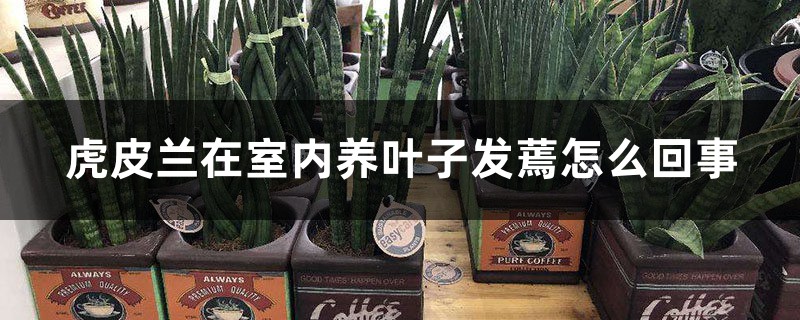 虎皮兰在室内养叶子发蔫怎么回事,蔫了还能活吗 虎皮兰在室内养叶子发蔫怎么回事,蔫了还能活吗