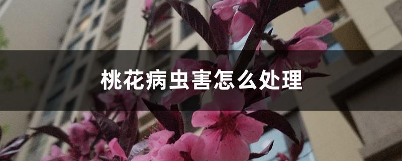 桃花病虫害怎么处理,桃花虫害症状 桃花病虫害怎么处理,桃花虫害症状