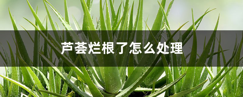 芦荟烂根了怎么处理 芦荟烂根了怎么处理