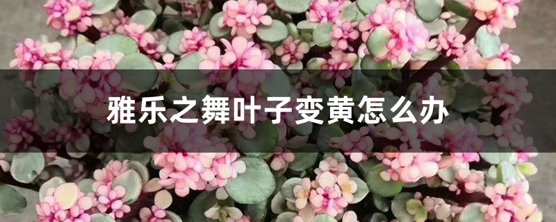 雅乐之舞叶子变黄,这样做轻松救活 雅乐之舞叶子变黄,这样做轻松救活