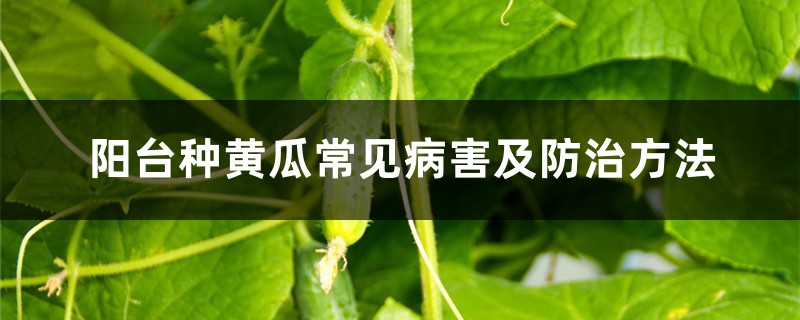 阳台种黄瓜常见病害及防治方法 阳台种黄瓜常见病害及防治方法