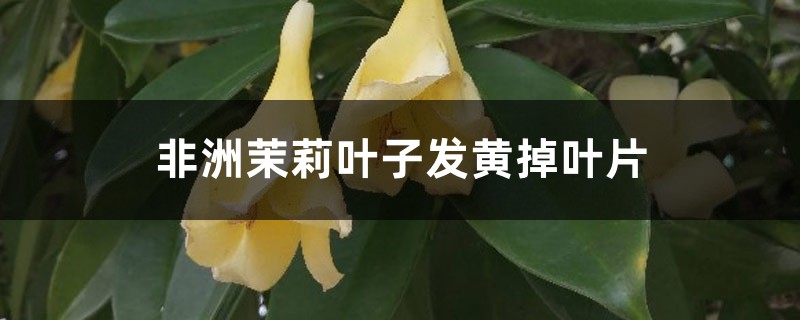 非洲茉莉叶子发黄掉叶片怎么办 非洲茉莉叶子发黄掉叶片怎么办