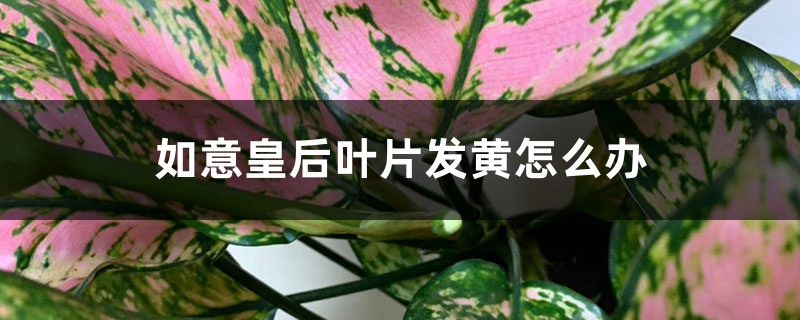 如意皇后叶片发黄怎么办 如意皇后叶片发黄怎么办