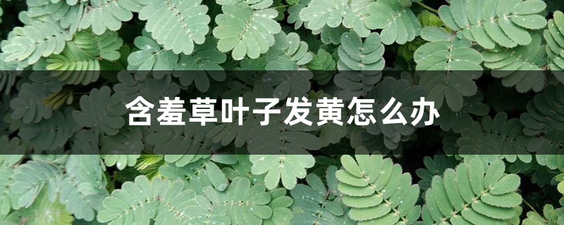 含羞草叶子发黄怎么办 含羞草叶子发黄怎么办