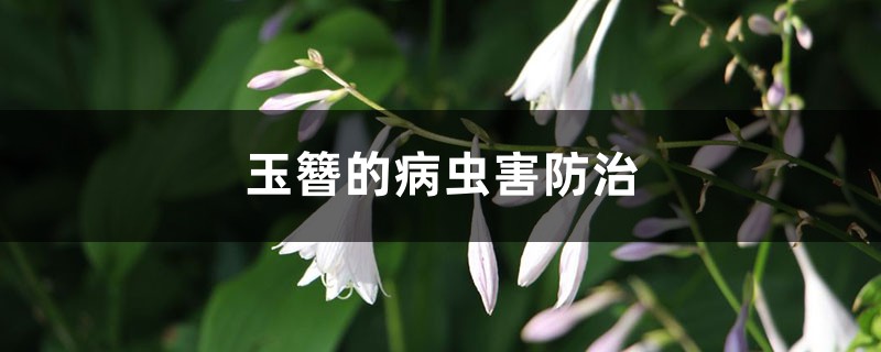 玉簪的病虫害防治 玉簪的病虫害防治