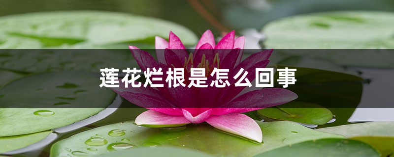 莲花烂根是怎么回事 莲花烂根是怎么回事