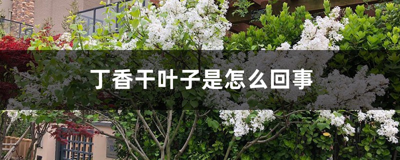 丁香干叶子是怎么回事 丁香干叶子是怎么回事