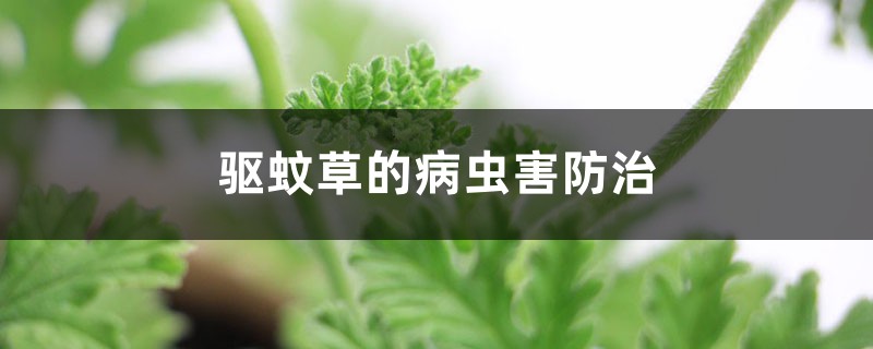 驱蚊草的病虫害防治 驱蚊草的病虫害防治