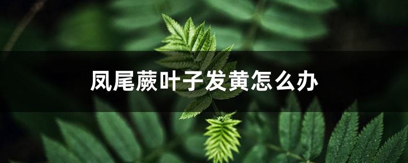 凤尾蕨叶子发黄怎么办 凤尾蕨叶子发黄怎么办