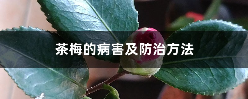 茶梅的病害及防治方法 茶梅的病害及防治方法