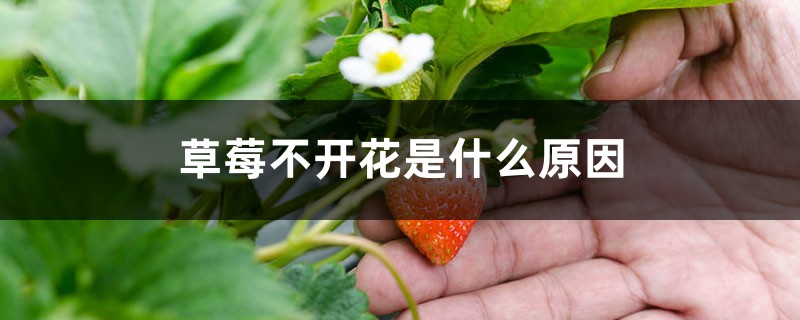 草莓不开花是什么原因 草莓不开花是什么原因