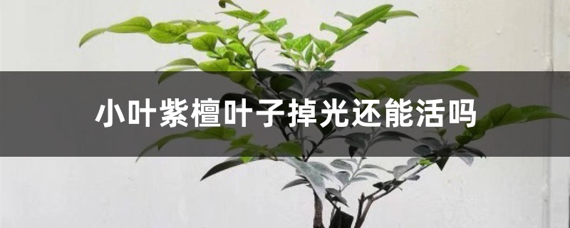 小叶紫檀叶子掉光还能活吗 小叶紫檀叶子掉光还能活吗