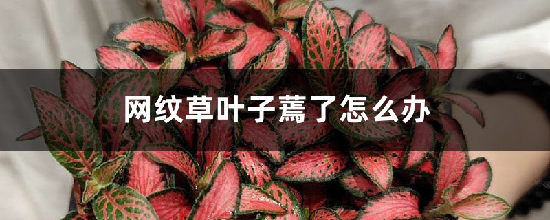 网纹草叶子蔫了怎么办 网纹草叶子蔫了怎么办