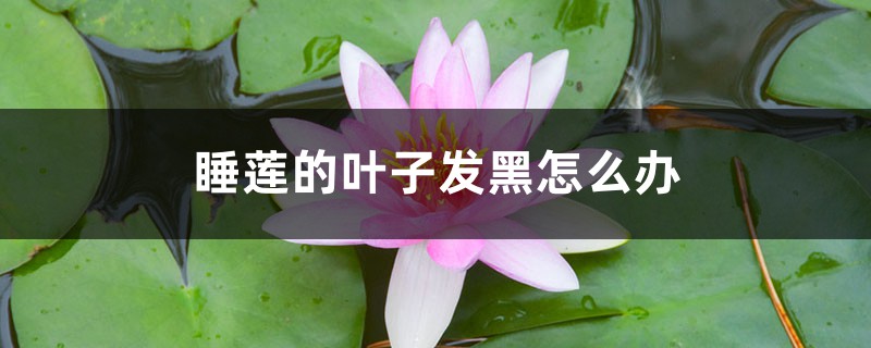 睡莲的叶子发黑怎么办 睡莲的叶子发黑怎么办