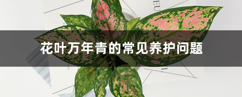 花叶万年青的常见养护问题 花叶万年青的常见养护问题