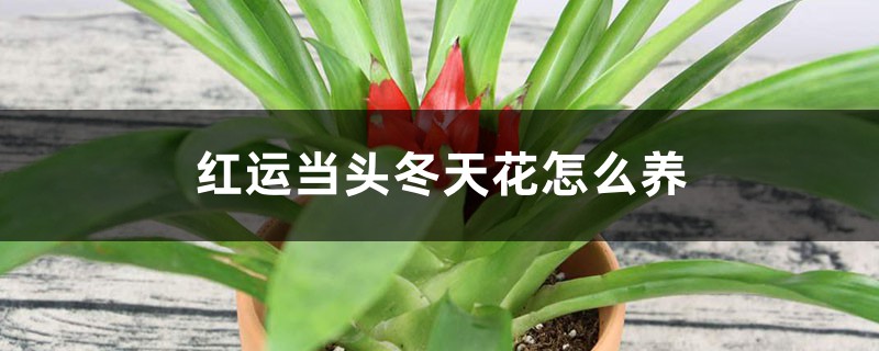 红运当头冬天花怎么养,枯萎怎么办 红运当头冬天花怎么养,枯萎怎么办