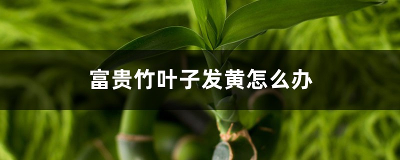 富贵竹叶子发黄怎么办 富贵竹叶子发黄怎么办