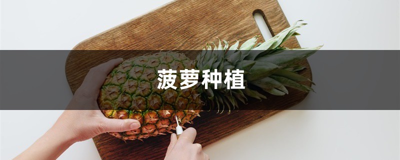 菠萝种植,什么时候种植 菠萝种植,什么时候种植